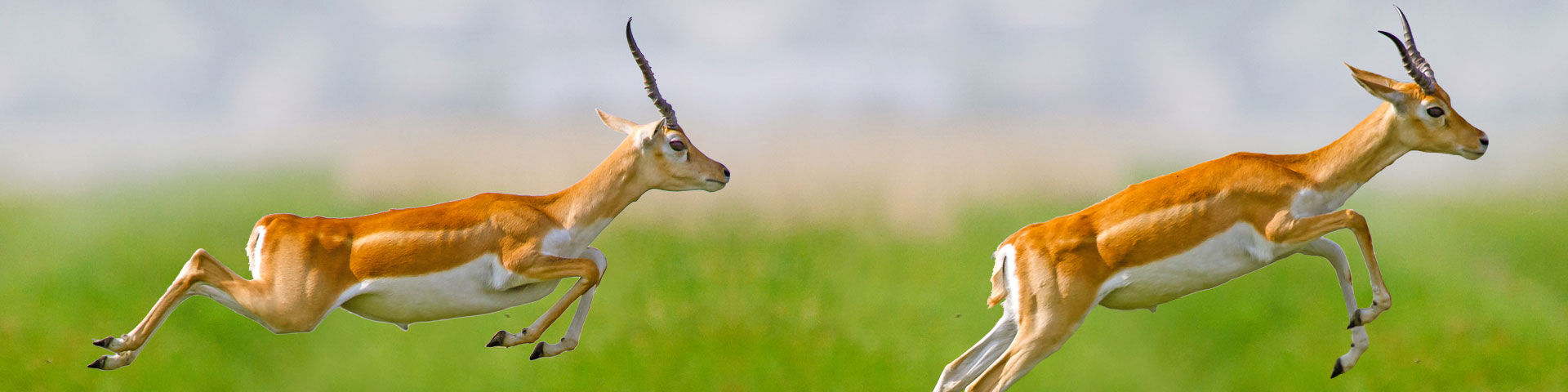 eResults wint prijs FD Gazelle 2020